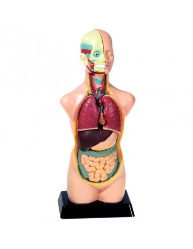 Set d'anatomie 11 pièces 50cm soldes